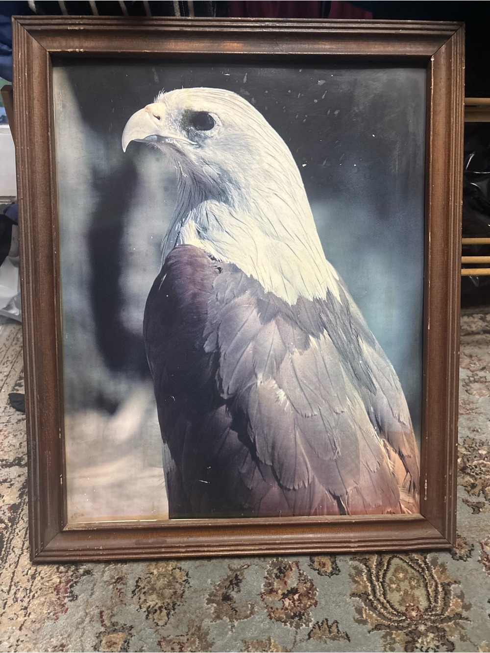 Vintage Framed Eagle Wall Art - Realistic Bald Eagle Print